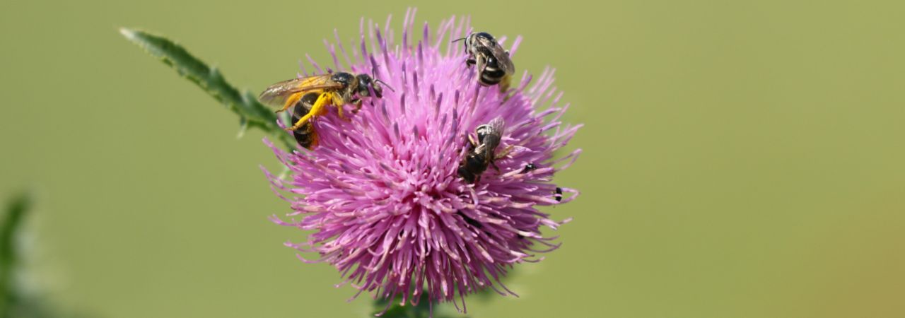 Bienen sitzen auf einer violetten runden Blume.