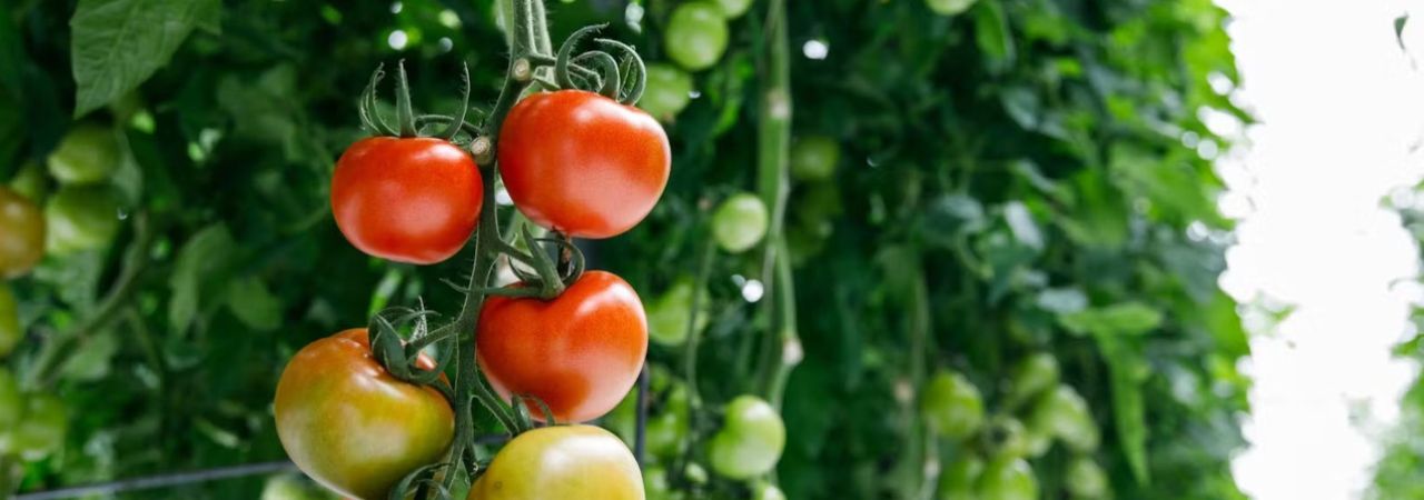 U rasadniku porodice Kasehs sazrijevaju ukusni paradajzi